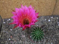 Echinopsis hybrid pot 6,5 cm - 12403806