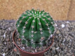 Echinopsis hybrid pot 6,5 cm - 12403807