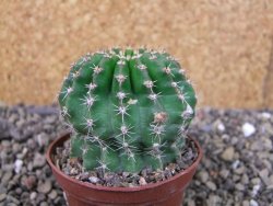 Echinopsis hybrid pot 6,5 cm - 12403808