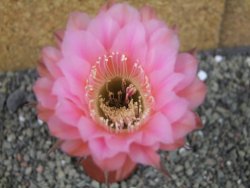 Echinopsis hybrid pot 6,5 cm - 12403810