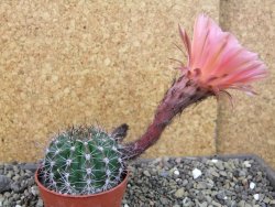 Echinopsis hybrid pot 6,5 cm - 12403811