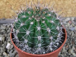 Echinopsis hybrid pot 6,5 cm - 12403812