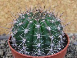 Echinopsis hybrid pot 6,5 cm - 12403813