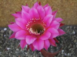 Echinopsis hybrid pot 5,5 cm - 12403815