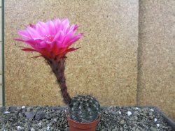 Echinopsis hybrid pot 5,5 cm - 12403816