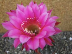 Echinopsis hybrid pot 5,5 cm - 12403818