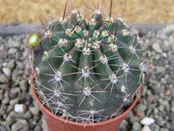 Echinopsis hybrid pot 5,5 cm - 12403819