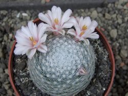 Mammillaria lenta, pot 6,5 cm - 12403820