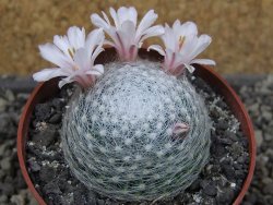 Mammillaria lenta, pot 6,5 cm - 12403822