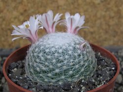 Mammillaria lenta, pot 6,5 cm - 12403823
