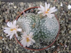 Mammillaria lenta, pot 6,5 cm - 12403825