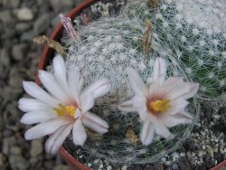 Mammillaria lenta, pot 6,5 cm - 12403826