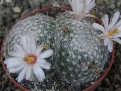 Mammillaria lenta, pot 6,5 cm - 12403828