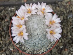 Mammillaria lenta, pot 6,5 cm - 12403830