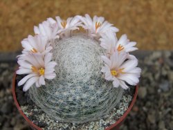 Mammillaria lenta, pot 6,5 cm - 12403831