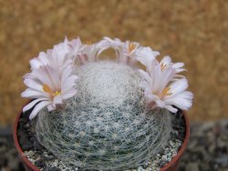 Mammillaria lenta, pot 6,5 cm - 12403832