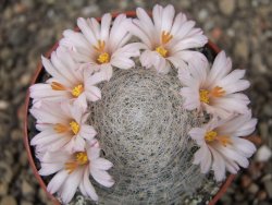 Mammillaria lenta, pot 6,5 cm - 12403833