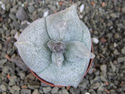 Asrophytum coahuilense Hakuran tricostatum, pot 5,5 cm - 12403834