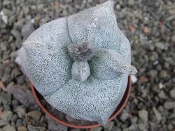 Asrophytum coahuilense Hakuran tricostatum, pot 5,5 cm - 12403835