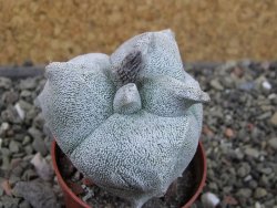 Asrophytum coahuilense Hakuran tricostatum, pot 5,5 cm - 12403836