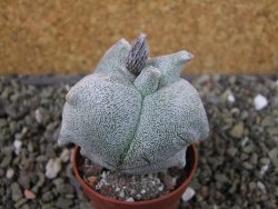 Asrophytum coahuilense Hakuran tricostatum, pot 5,5 cm - 12403838