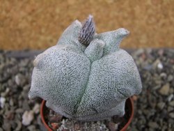 Asrophytum coahuilense Hakuran tricostatum, pot 5,5 cm - 12403839