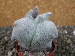 Asrophytum coahuilense Hakuran tricostatum, pot 5,5 cm - 12403840