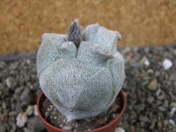 Asrophytum coahuilense Hakuran tricostatum, pot 5,5 cm - 12403841