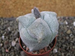 Asrophytum coahuilense Hakuran tricostatum, pot 5,5 cm - 12403842