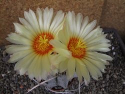 Astrophytum niveum, pot 7 cm - 12403849