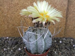 Astrophytum niveum, pot 7 cm - 12403850