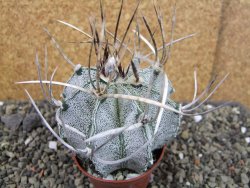 Astrophytum niveum, pot 7 cm - 12403851