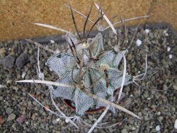 Astrophytum niveum, pot 7 cm - 12403852