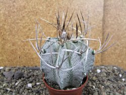 Astrophytum niveum, pot 7 cm - 12403853