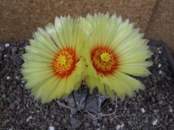 Astrophytum niveum, pot 7 cm - 12403855