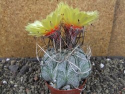 Astrophytum niveum, pot 7 cm - 12403856