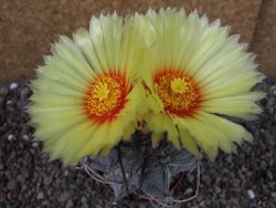 Astrophytum niveum, pot 7 cm - 12403857