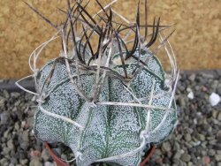 Astrophytum niveum, pot 7 cm - 12403858