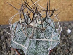 Astrophytum niveum, pot 7 cm - 12403859
