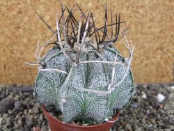 Astrophytum niveum, pot 7 cm - 12403860