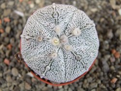 Astrophytum Hanazano Kabuto hybrid pot 5,5 cm - 12403864