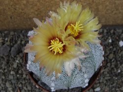 Astrophytum Hanazano Kabuto hybrid pot 10,5 cm - 12403869