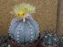 Astrophytum Hanazano Kabuto hybrid pot 10,5 cm - 12403870