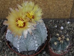 Astrophytum Hanazano Kabuto hybrid pot 10,5 cm - 12403871