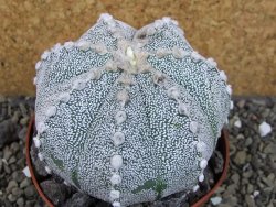 Astrophytum Hanazano Kabuto hybrid pot 10,5 cm - 12403872