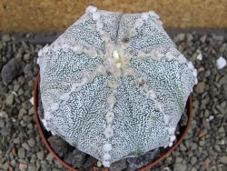 Astrophytum Hanazano Kabuto hybrid pot 10,5 cm - 12403873