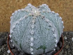 Astrophytum Hanazano Kabuto hybrid pot 10,5 cm - 12403874