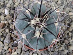 Echinocactus horizonthalonius El Pegueto Icamole pot 5,5 cm - 12403875