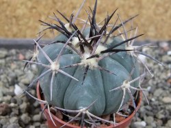 Echinocactus horizonthalonius El Pegueto Icamole pot 5,5 cm - 12403877