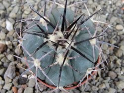 Echinocactus horizonthalonius El Pegueto Icamole pot 5,5 cm - 12403878